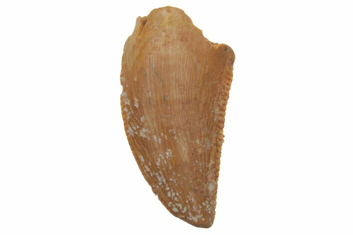 Serrated, Raptor Tooth - Real Dinosaur Tooth #219608